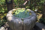 味わいのある水鉢やつくばいが庭を演出。